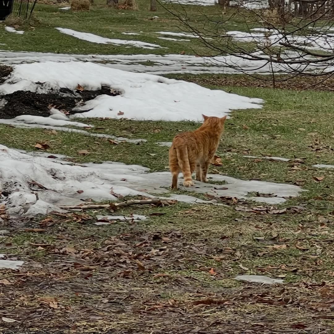 Momo, the real orange stray cat, outside in early spring